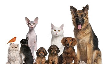 Κτηνιατρικό Κέντρο Τσελεπίδη Σταύρου, Λάρισα