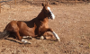 Βίλια Αττικής: Μαθήματα Ιππασίας & Βόλτες με Άλογο - 05