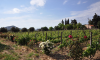 Κάντζα-Παλλήνη: Ποικιλία Ορεκτικών & Κρασί για 2 - 07